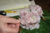 keying irroratum
